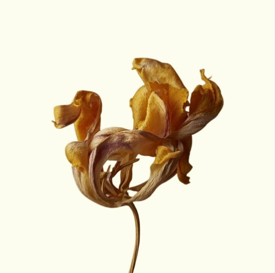 Célébrer Ostara pendant un cancer du sein